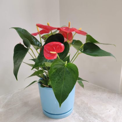 Red Anthurium Plant in Round Ceramic Pot
