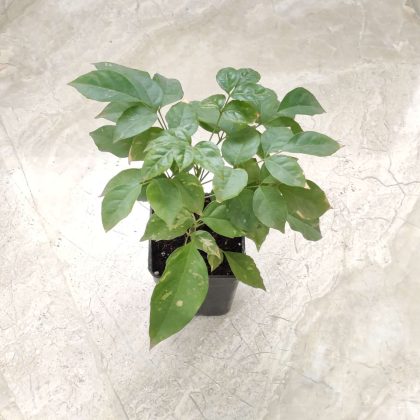 Red Machera 8.5 cm pot