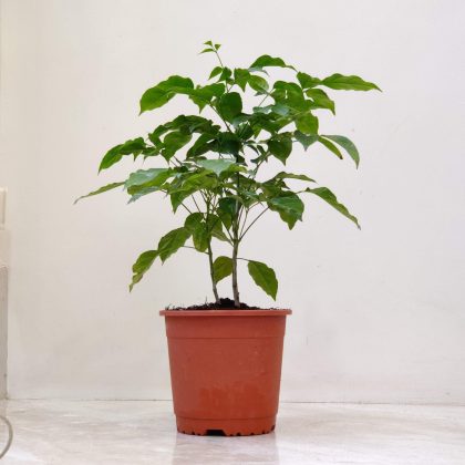 Redmachera Green Plant 13.5 cm pot