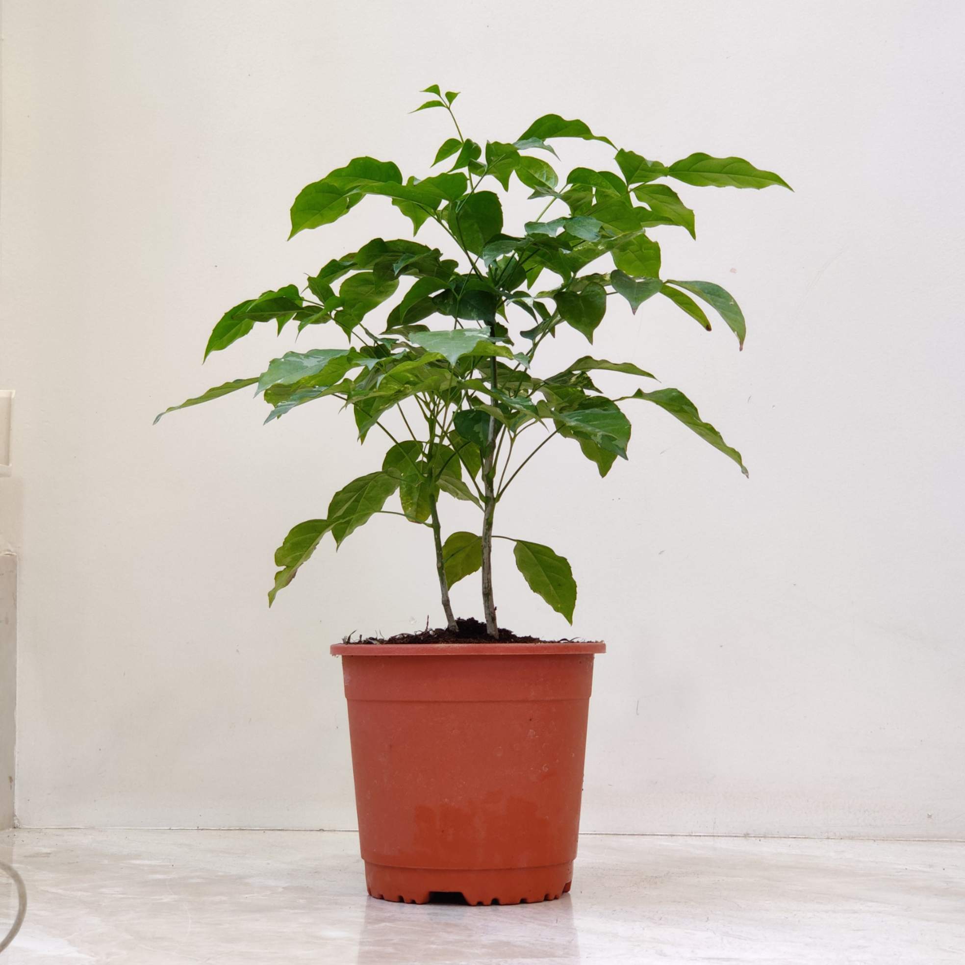 Redmachera Green Plant 13.5 cm pot