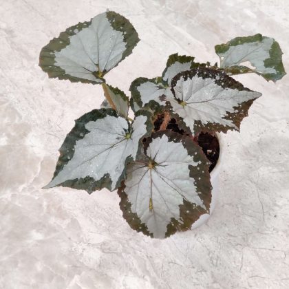 Rex Begonia 'Jurassic Megalo Croc' 12 cm pot