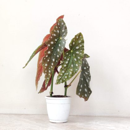 Rex Begonia Maculata 8.5 cm pot