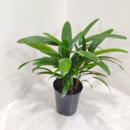Rhapis Excelsa palm 12 cm pot