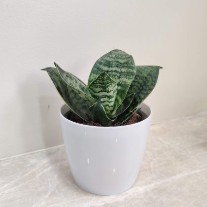 Sanseiveria Green Plant in White Plastic Pot