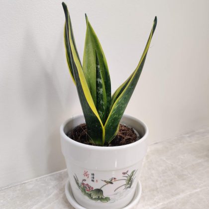 Sansevieria Female Plant in Shiny Ceramic Pot