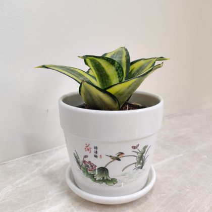 Sansevieria Golden Hahnii Plant in Styalish Design Ceramic Pot