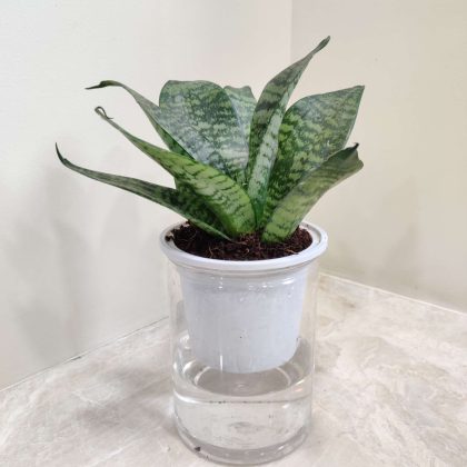 Sansevieria Green Dwarf Water Plant 12 cm pot