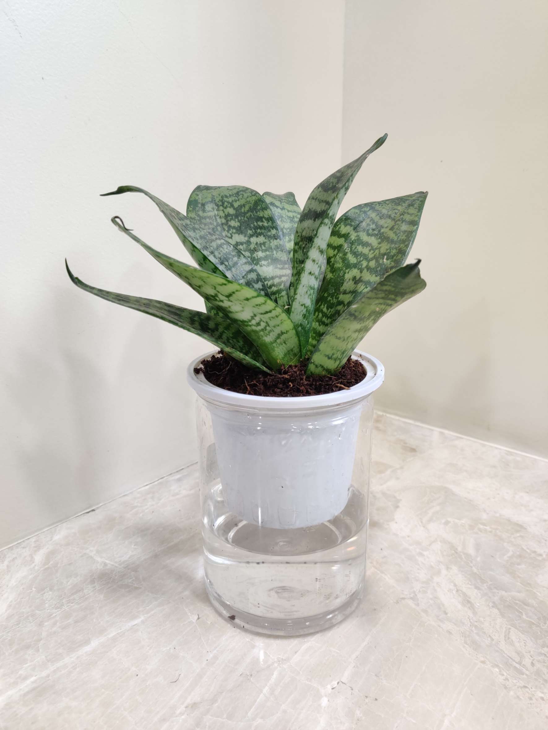 Sansevieria Green Dwarf Water Plant 12 cm pot