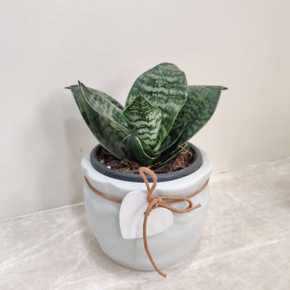 Sansevieria Green Plant in Modern Round Ceramic Pot
