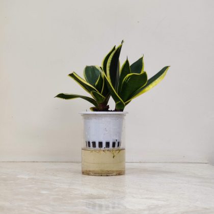Sansevieria Green Watering Plant 12 cm pot