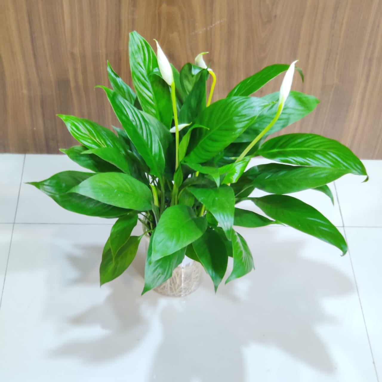 Sansevieria Green Watering Plant 12 cm pot.