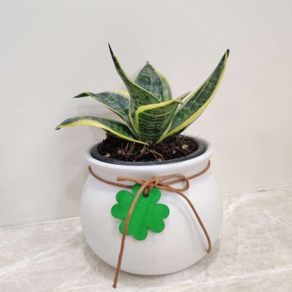Sansevieria Llaurentii Plant in Matka Ceramic Pot