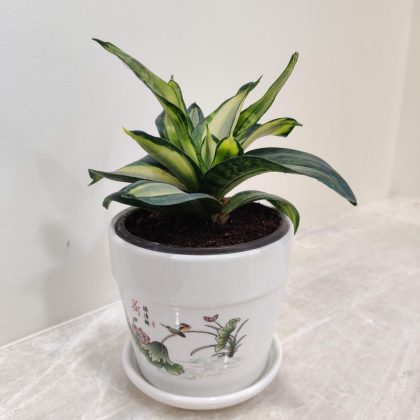 Sansevieria Plant in Glosy Ceramic Pot