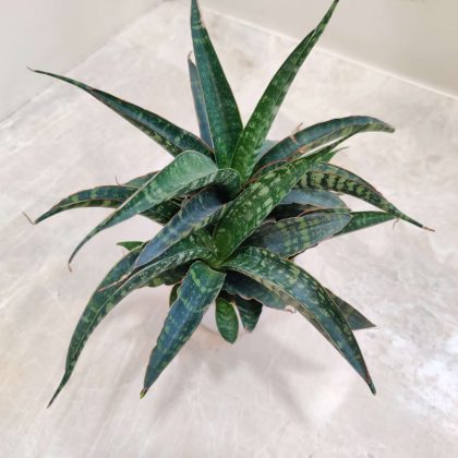 Sansevieria Steal Silver 8.5 cm pot