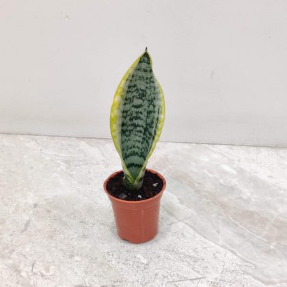 Sansevieria 'Superba' 5.5 cm pot