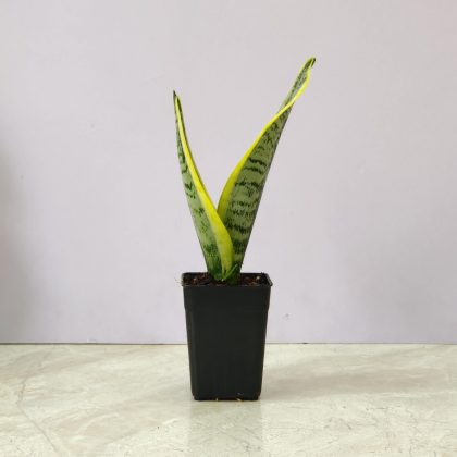 Sansevieria 'Superba' 8.5 cm pot