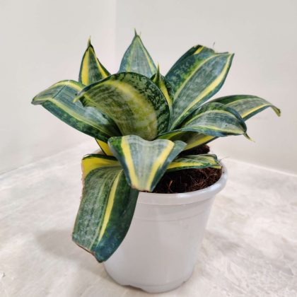 Sansevieria Trifasciata 'Golden Hahnii' 10 cm pot