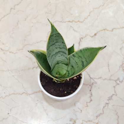 Sansevieria Trifasciata Hahnii Silver Marginata Plant 10 cm pot