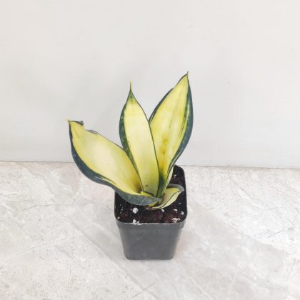 Sansevieria Trifasciata 'Hahnii Solid Gold' 8.5 cm pot
