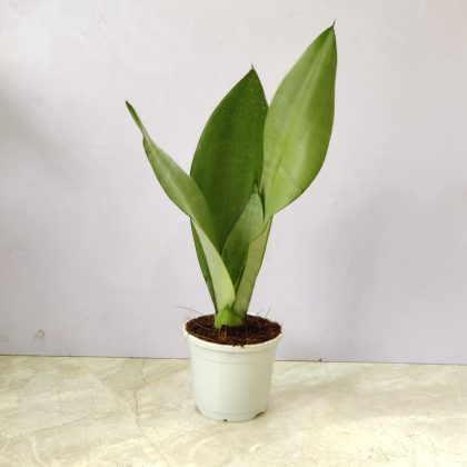 Sansevieria Trifasciata 'Moonshine Silver' 10 cm pot