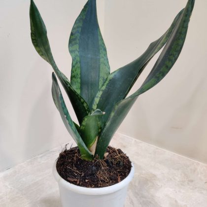 Sansevieria Trifasciata 'Whitney' 12 cm pot