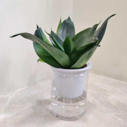Sansevieria Water Plant 10 cm pot