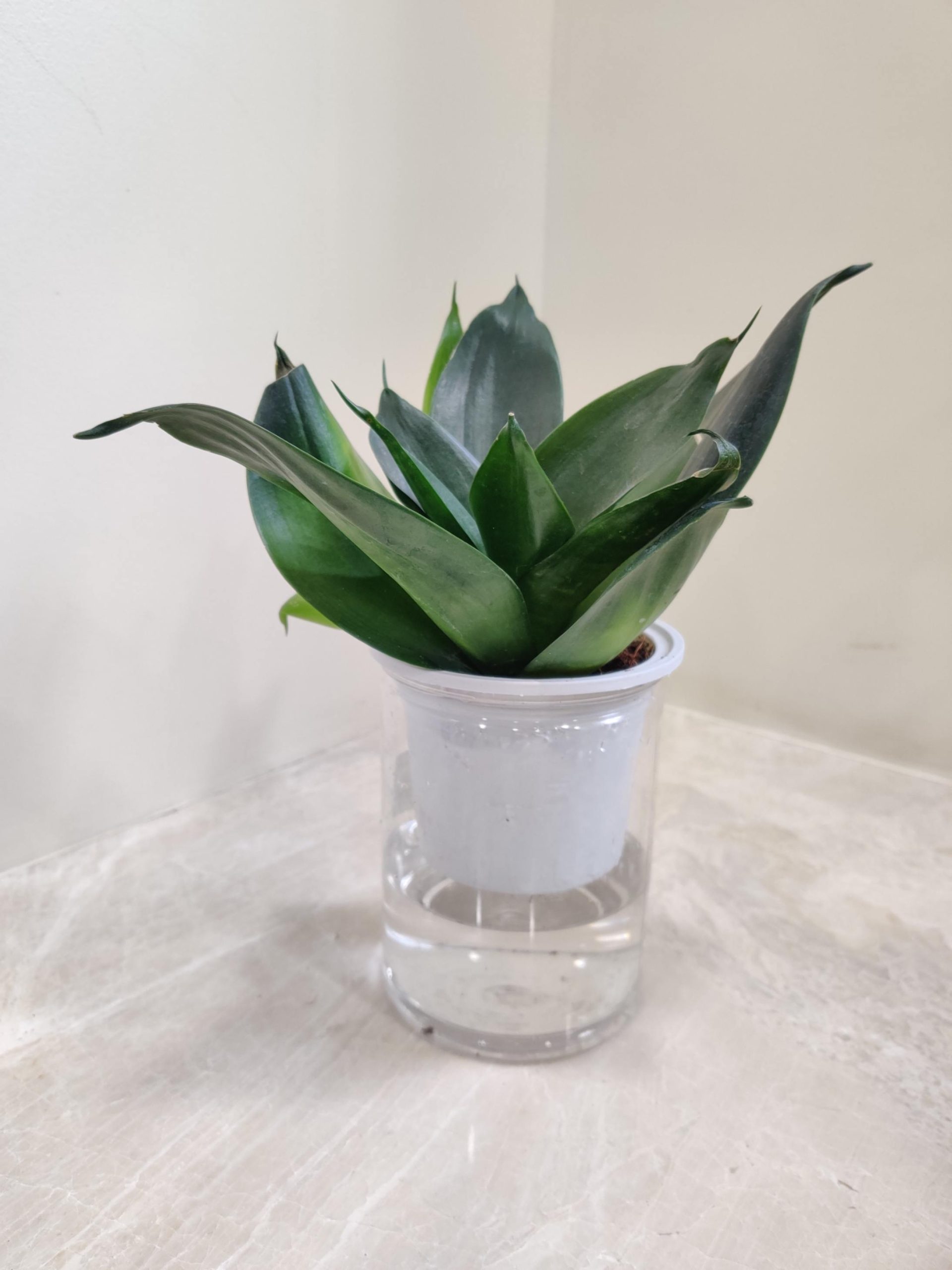 Sansevieria Water Plant 10 cm pot