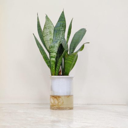 Sansevieria Watering Plant 12 cm pot