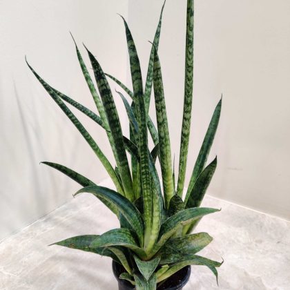 Sansevieria lilliput 8.5 cm pot