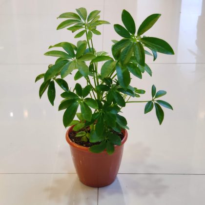 Schefflera Green Plants 12 cm pot