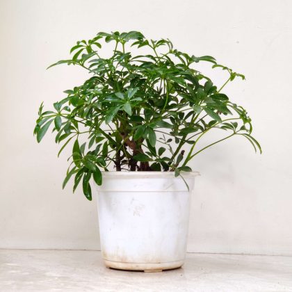 Schefflera Plant 13.5 cm pot