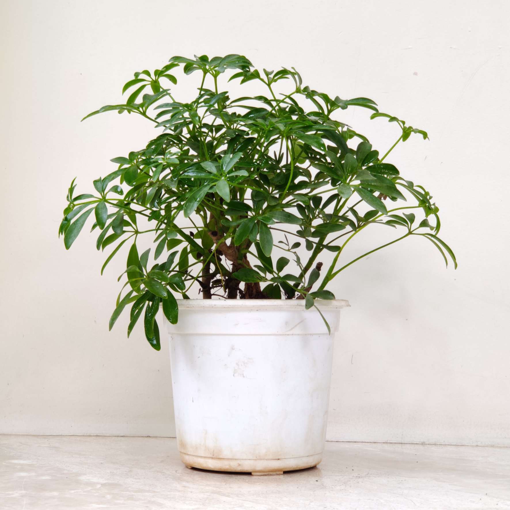 Schefflera Plant 13.5 cm pot