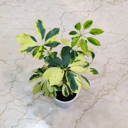 Schefflera Variegated Plant 12 cm pot