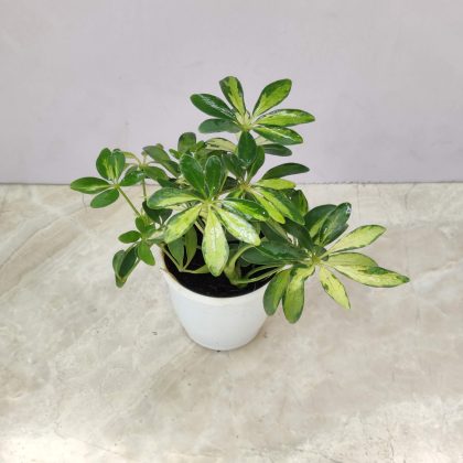 Schefflera Variegated Plant 8.5 cm pot