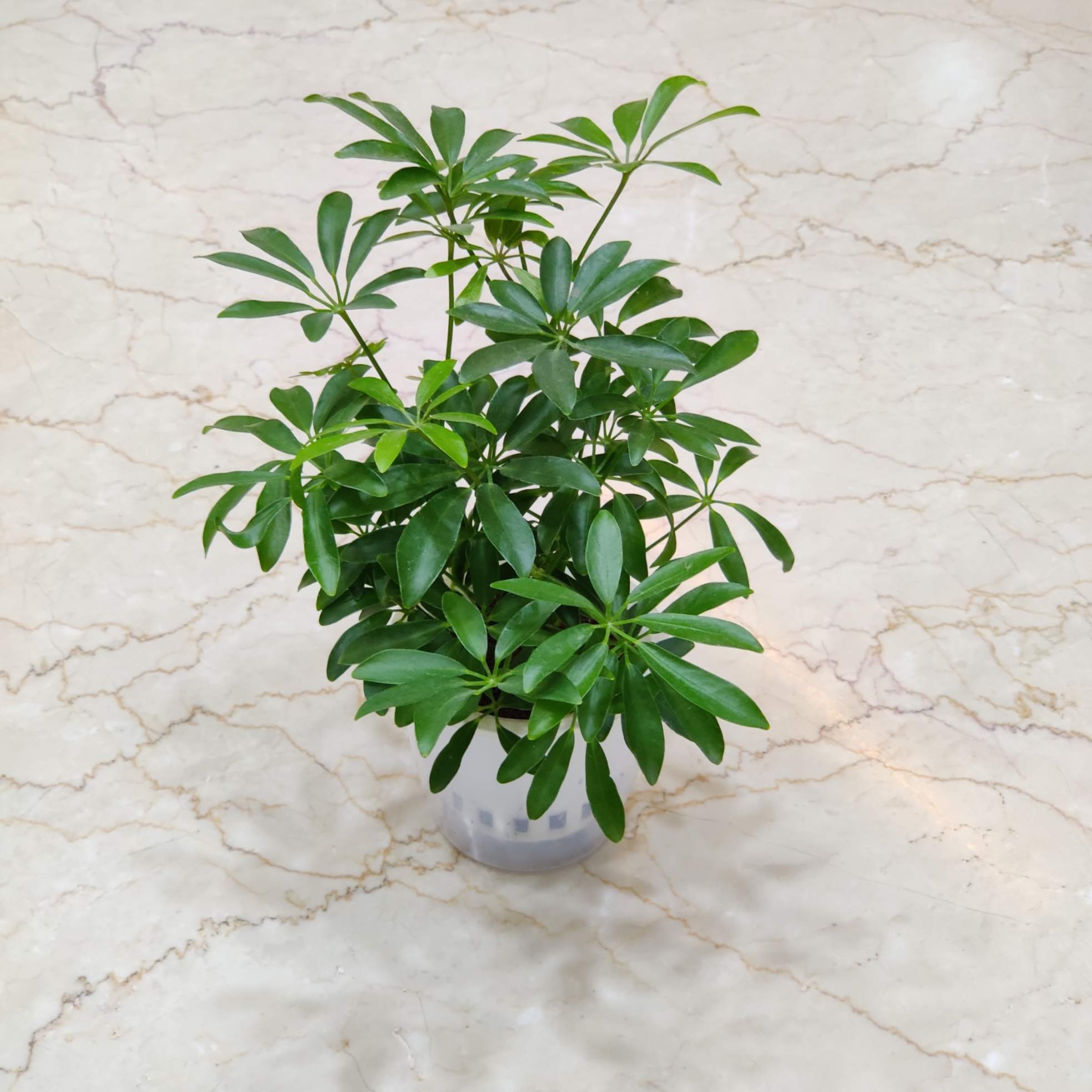 Schefflera Watering Plant 12 cm pot.
