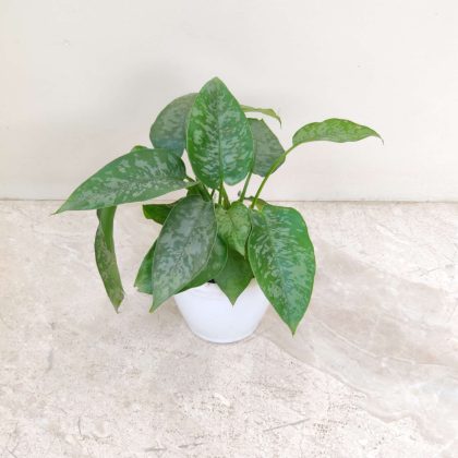 Schismatoglottis 8.5 cm pot