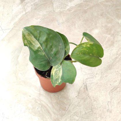 Scindapsus Jade Satin Aurea Variegated 8.5 cm pot