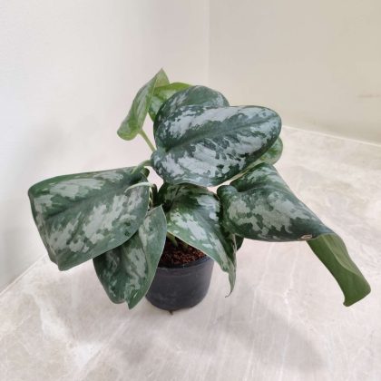 Scindapsus Pictus 8.5 cm pot