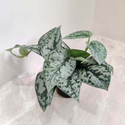 Scindapsus 'Silver Lady' 8.5 cm pot