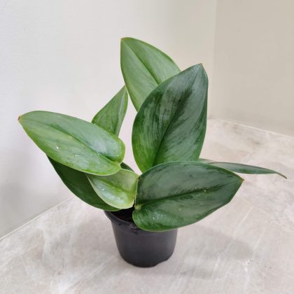 Scindapsus Treubii 'Moonlight' 10 cm pot