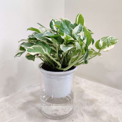 Scindapsus Water Plant 10 cm pot