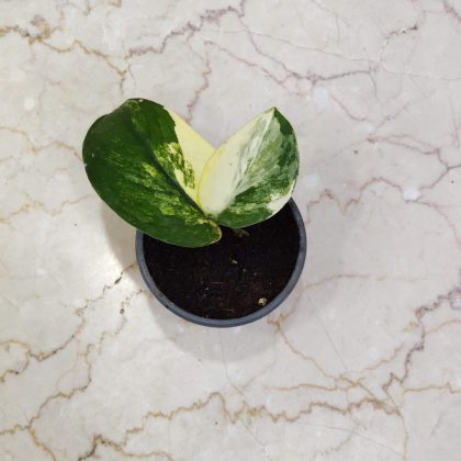 Scindaspus Jade Satin Verigated 8.5 cm pot