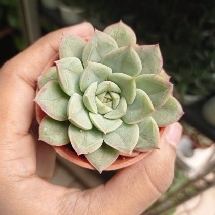Sedeveria 'Green Rose' 5.5 cm pot