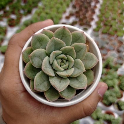 Sedeveria Green Rose 7 cm pot