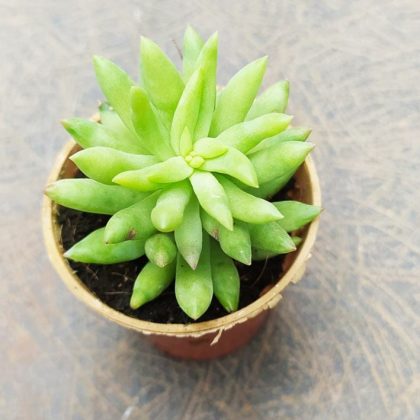 Sedeveria 'Harry Butterfield' 5.5 cm pot