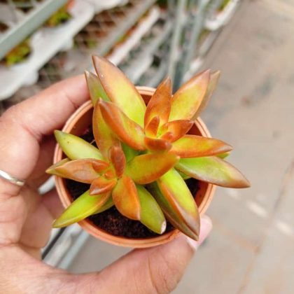 Sedum Adolphii 'Firestorm' 5.5 cm pot
