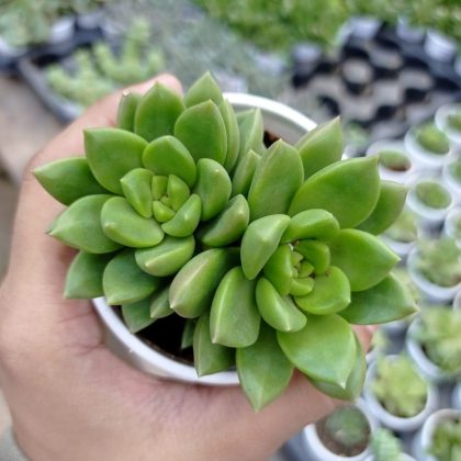 Sedum Alice Evans 7 cm pot
