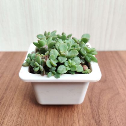 Sedum Blue 7 cm pot
