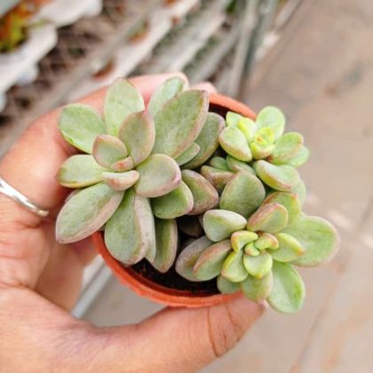 Sedum Blue Spruce 5.5 cm pot