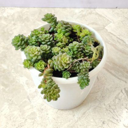 Sedum Cremnosedum 'Little Gem' 12 cm pot
